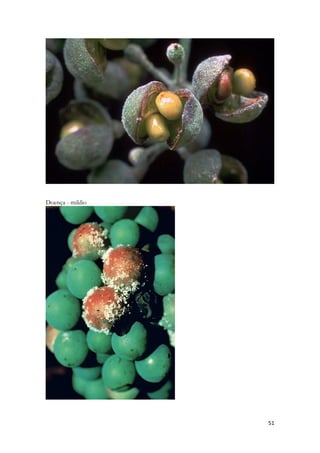 51 
Doença - mildio 
 