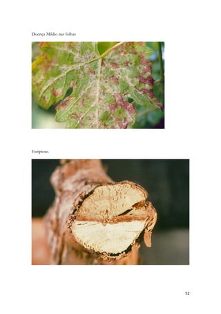 52 
Doença Mildio nas folhas 
Eutipiose. 
 