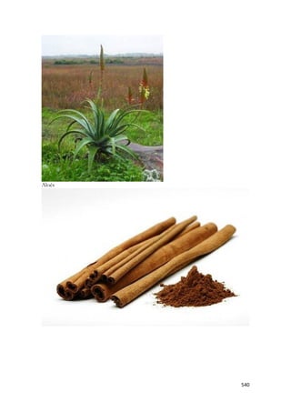 540 
Aloés 
 