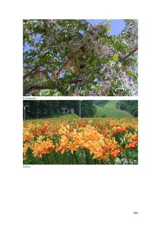 541 
Cinamono 
Lirios 
 