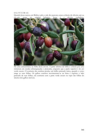 543 
O L I V E I R A S 
Quando Jesus nasceu em Belém, todo o vale dos pastores estava coberto de oliveira zait ou etz-zait, nome no original hebraico. Jesus é a oliveira verdadeira. 
Há uma característica na folha desta árvore. A parte inferior da folha é coberta por uma miniatura em escalas esbranquiçadas e prateadas, enquanto que a parte superior é de um verde escuro. O contraste das sombras produz um brilho prateado único, quando o vento tange as suas folhas. Os galhos externos movimentam-se na brisa e expõem o lado prateado de suas folhas, em contraste com a parte verde escuro no topo das folhas do interior dos galhos imóveis.  