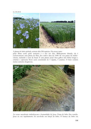 558 
L I N H O 
A planta do linho pishtah, existem dela 200 espécies. Ela cresce tanto 
pelas fibras como pelas sementes e é rica em óleo. Biblicamente falando, ela é exclusivamente uma planta de fibra. Seu cultivo data de 5.000 AC nos países do médio- oriente, incluindo a terra de Israel. É uma planta anual. Seus galhos têm folhas longas e estreitas e apresenta flores azuis consistindo de 5 sépalas, 5 estames. O fruto contém muitas semente oleaginosas. 
As vestes sacerdotais simbolizavam a humanidade de Jesus. Eram de linho fino torcido. Jesus no seu sepultamento foi envolvido em lençol de linho. O branco do linho era  