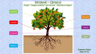 Mindenki – Cântecul
Proiect " Colegi si prieteni" prin tehnica " Arborele lui Sapiro"
Ciubotariu Flavius
clasa a VI-a C
Rădăcini
Scorbură
Frunzele
Ramurile
Fructele
Tulpina
Solul
 