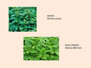 MENTA
Mentha spicata
ERVA CIDREIRA
Melissa Officinalis
 