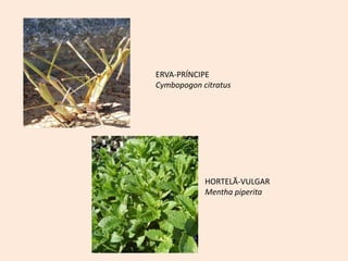 ERVA-PRÍNCIPE
Cymbopogon citratus
HORTELÃ-VULGAR
Mentha piperita
 