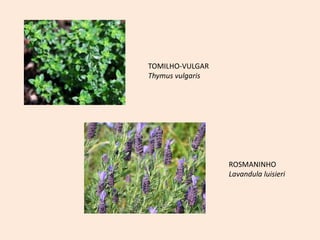 TOMILHO-VULGAR
Thymus vulgaris
ROSMANINHO
Lavandula luisieri
 