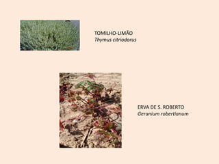 TOMILHO-LIMÃO
Thymus citriodorus
ERVA DE S. ROBERTO
Geranium robertianum
 