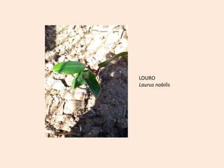 LOURO
Laurus nobilis
 