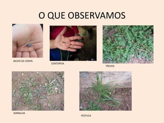 O QUE OBSERVAMOS
BICHO DE CONTA
CENTOPEIA
TREVOS
SERRALHA
FESTUCA
 