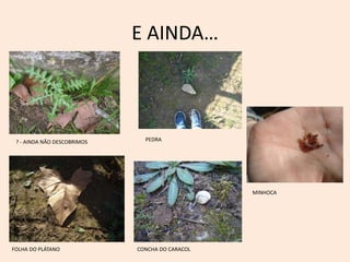 E AINDA…
? - AINDA NÃO DESCOBRIMOS PEDRA
MINHOCA
CONCHA DO CARACOLFOLHA DO PLÁTANO
 