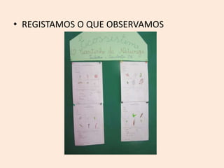 • REGISTAMOS O QUE OBSERVAMOS
 
