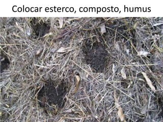 Colocar esterco, composto, humus
 