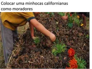 Colocar uma minhocas californianas
como moradores
 