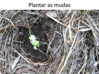 Plantar as mudas
 