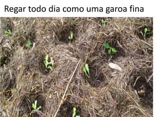 Regar todo dia como uma garoa fina
 