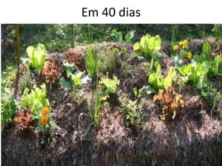 Em 40 dias
 
