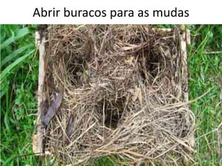 Abrir buracos para as mudas
 