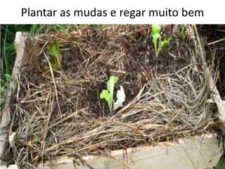 Plantar as mudas e regar muito bem
 