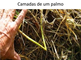 Camadas de um palmo
 