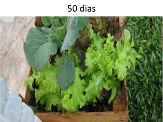 50 dias
 