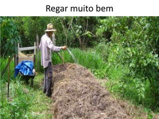 Regar muito bem
 