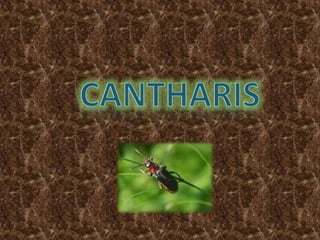 cantharis 