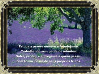 Estuda a árvore enorme e frondejante, Trabalhando sem perda de minutos, Sofre, produz e entrega-se a quem passa,  Sem tomar posse de seus próprios frutos. 