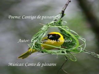 Poema: Cantiga de passarinho



     Autor: Luiz Gonzaga Pinheiro



Músicas: Canto de pássaros
 