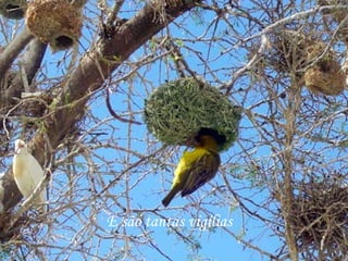 E são tantas vigílias
 