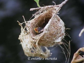 E entorte e incrusta
 