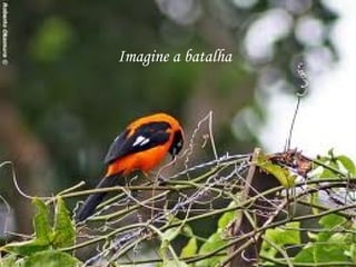 Imagine a batalha
 