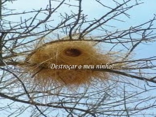 Destroçar o meu ninho!
 