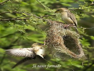 Já nasce formado
 