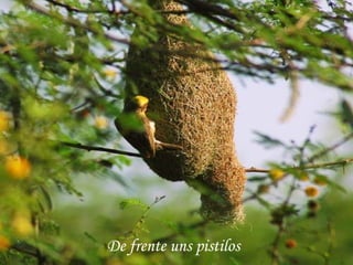 De frente uns pistilos
 