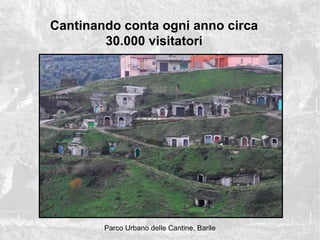 Cantinando conta ogni anno circa
30.000 visitatori
Parco Urbano delle Cantine, Barile
 