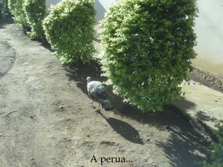 A perua... 