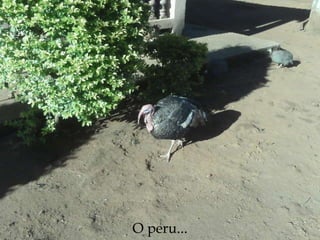 O peru... 