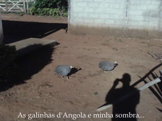 As galinhas d'Angola e minha sombra... 