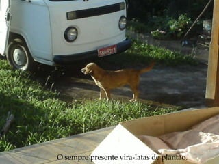 O sempre presente vira-latas de plantão. 