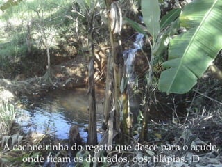 A cachoeirinha do regato que desce para o açude, onde ficam os dourados, ops, tilápias. :D 