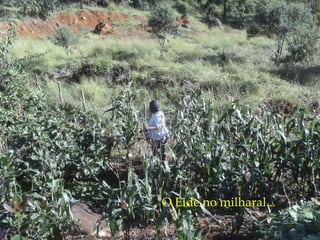 O Eide no milharal... 