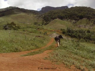 E aí, dona vaca? 