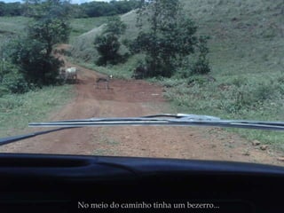 No meio do caminho tinha um bezerro... 