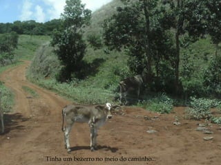 Tinha um bezerro no meio do caminho... 