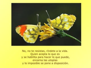 No, no te resistas, ríndete a la vida.  Quien acepta lo que es  y se habilita para hacer lo que puede, encarna las utopías  y lo imposible se pone a disposición. 