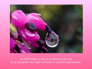 La infelicidad no es un problema técnico,  es el resultado de haber tomado el camino equivocado. 