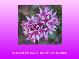 No es suficiente querer despertar, sino despertar. 