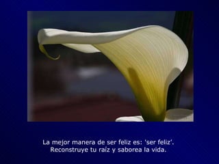La mejor manera de ser feliz es: 'ser feliz’.  Reconstruye tu raíz y saborea la vida.  