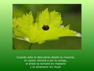 Cuando esto lo descubras desde la vivencia,  el viento volverá a ser tu amigo,  el árbol se tornará en maestro  y el amanecer en ritual.  