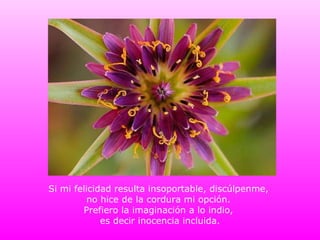 Si mi felicidad resulta insoportable, discúlpenme,  no hice de la cordura mi opción.  Prefiero la imaginación a lo indio,  es decir inocencia incluida. 